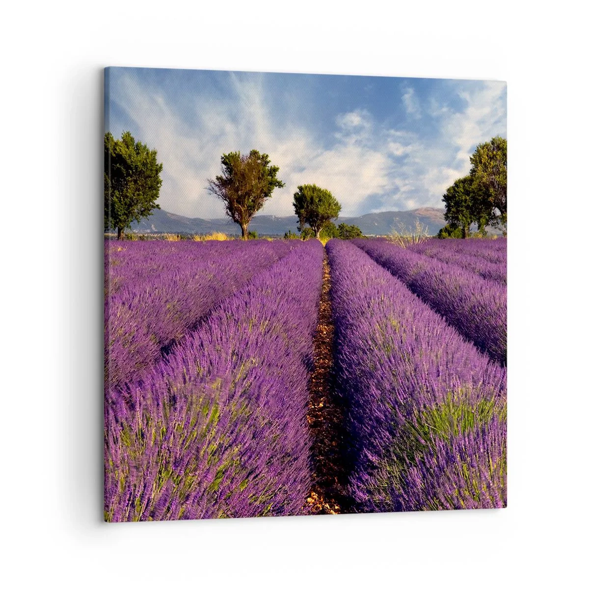 Impression sur toile - Image sur toile - Champs de lavande - 50x50 cm