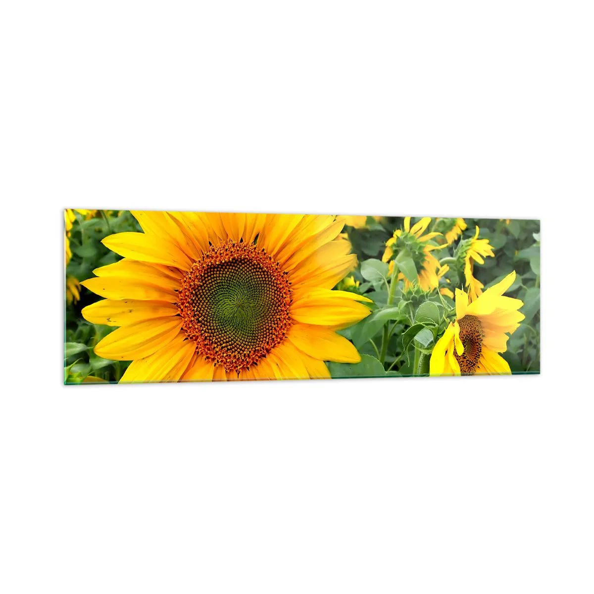 Impression sur verre - Image sur verre - Un champ de tournesols aux fleurs jaunes sur fond de feuilles vertes - 160x50cm - Des centaines de soleils se sont embrasés - Décoration murale moderne pour le salon et la chambre ARTTOR