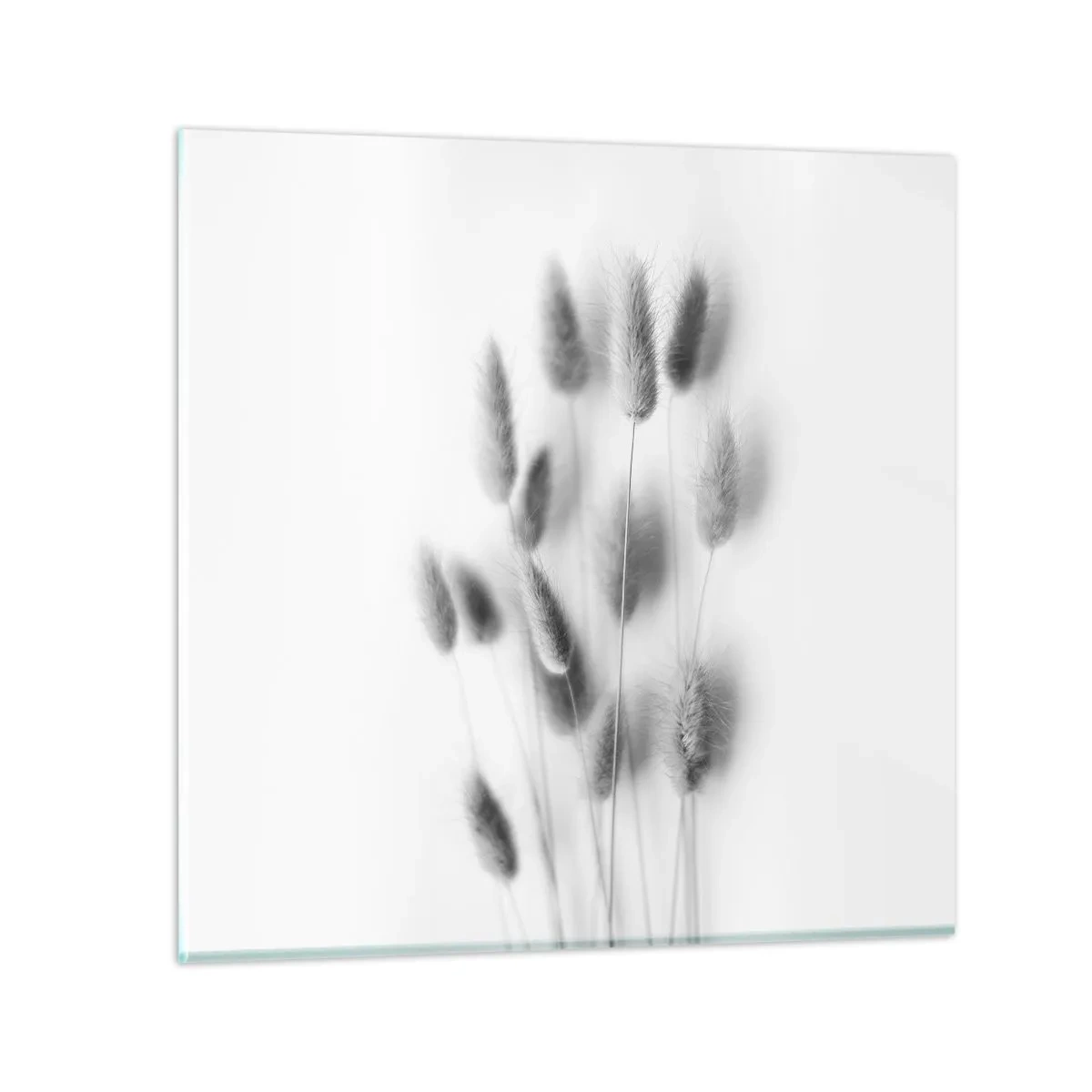 Impression sur verre - Image sur verre - Son herbe duveteuse - 50x50 cm