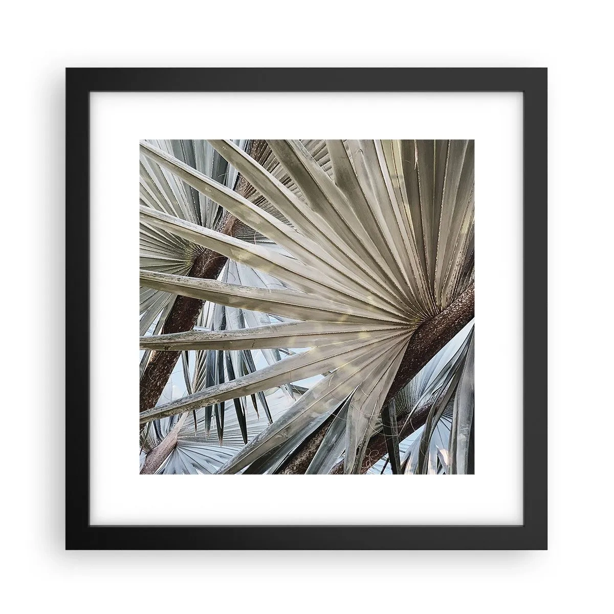 Affiche dans un cadre noir - Poster - Evantail sous les tropiques - 30x30 cm