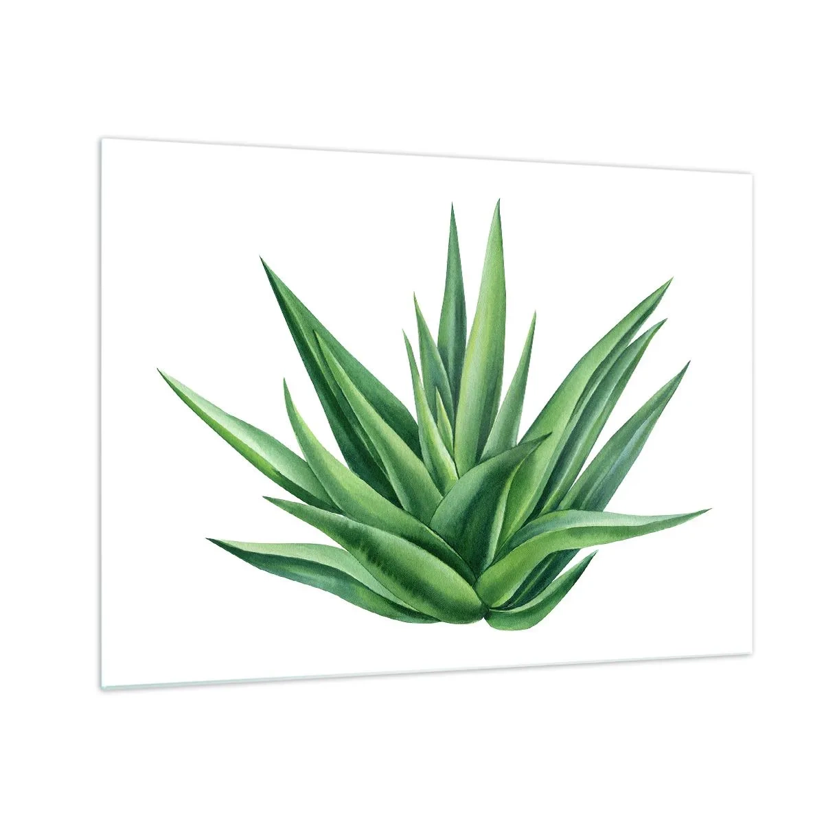 Impression sur verre - Image sur verre - Une plante verte aux feuilles charnues sur fond blanc - 70x50cm - Vert – force – vie - Décoration murale moderne pour le salon et la chambre ARTTOR