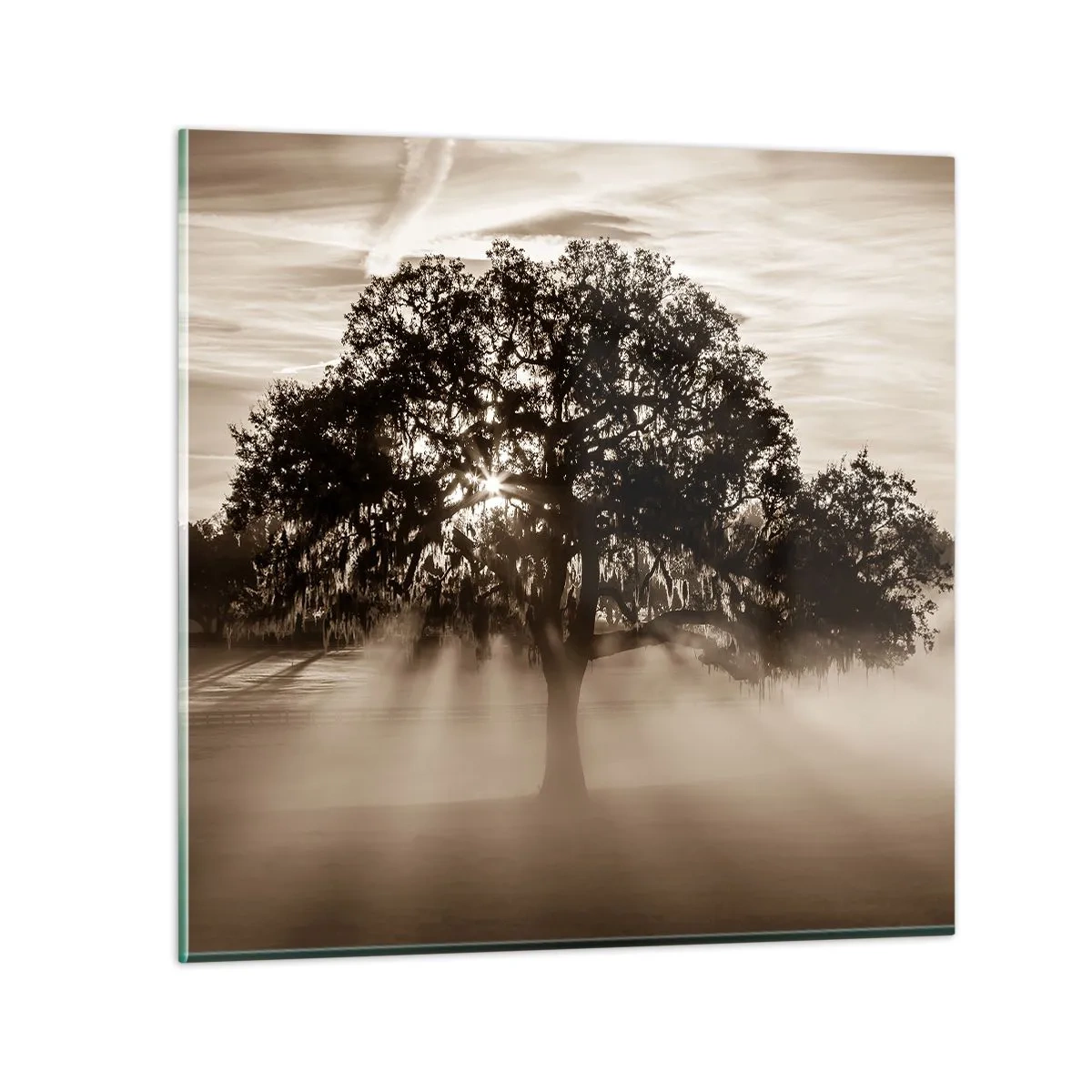 Impression sur verre - Image sur verre - Arbre de bonnes nouvelles - 50x50 cm