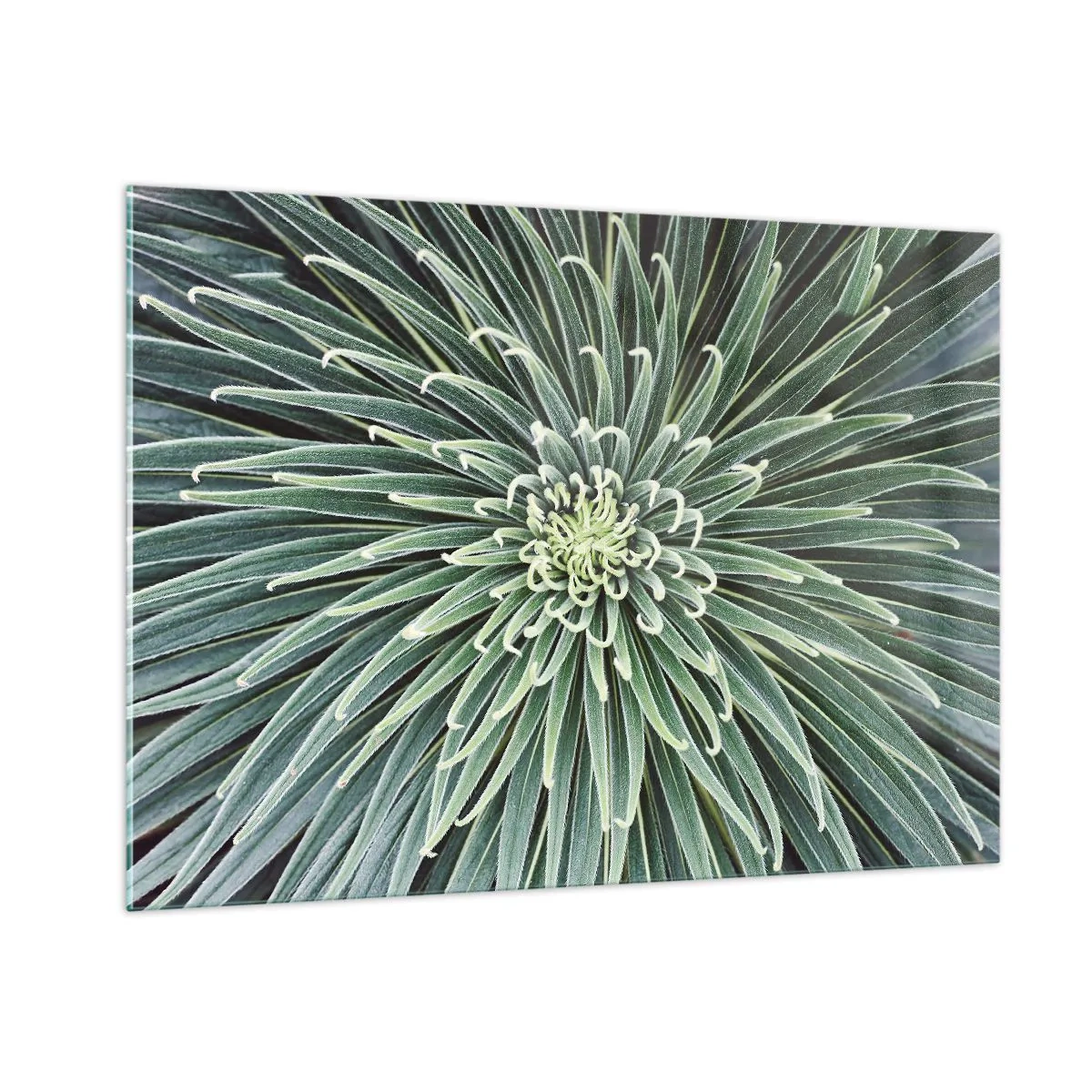 Impression sur verre - Image sur verre - Rosette symétrique de feuilles vertes en macrophotographie - 100x70cm - Naissance d'une étoile - Décoration murale moderne pour le salon et la chambre ARTTOR