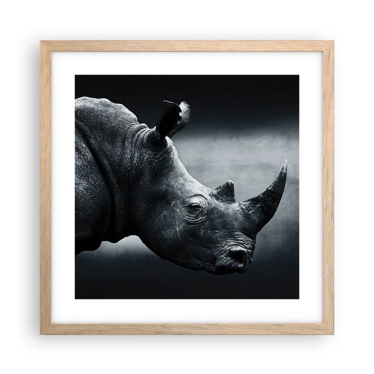 Affiche dans un chêne clair - Poster - Le profil droit - 40x40 cm