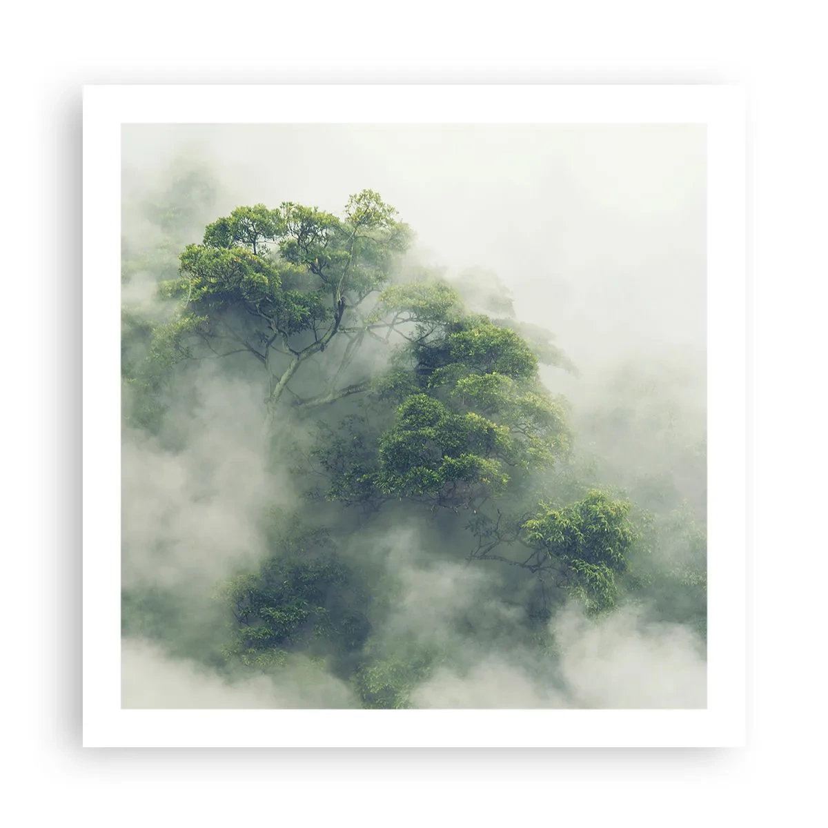 Affiche - Poster - Enveloppé de brouillard - 60x60 cm