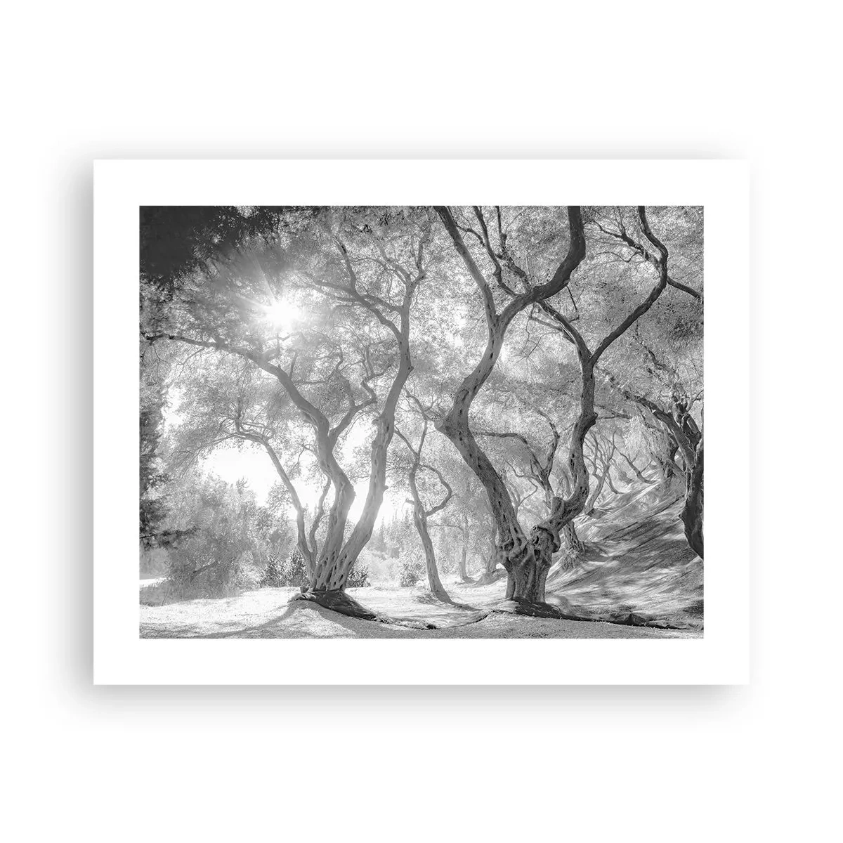 Affiche - Poster - Dans l'oliveraie - 50x40 cm