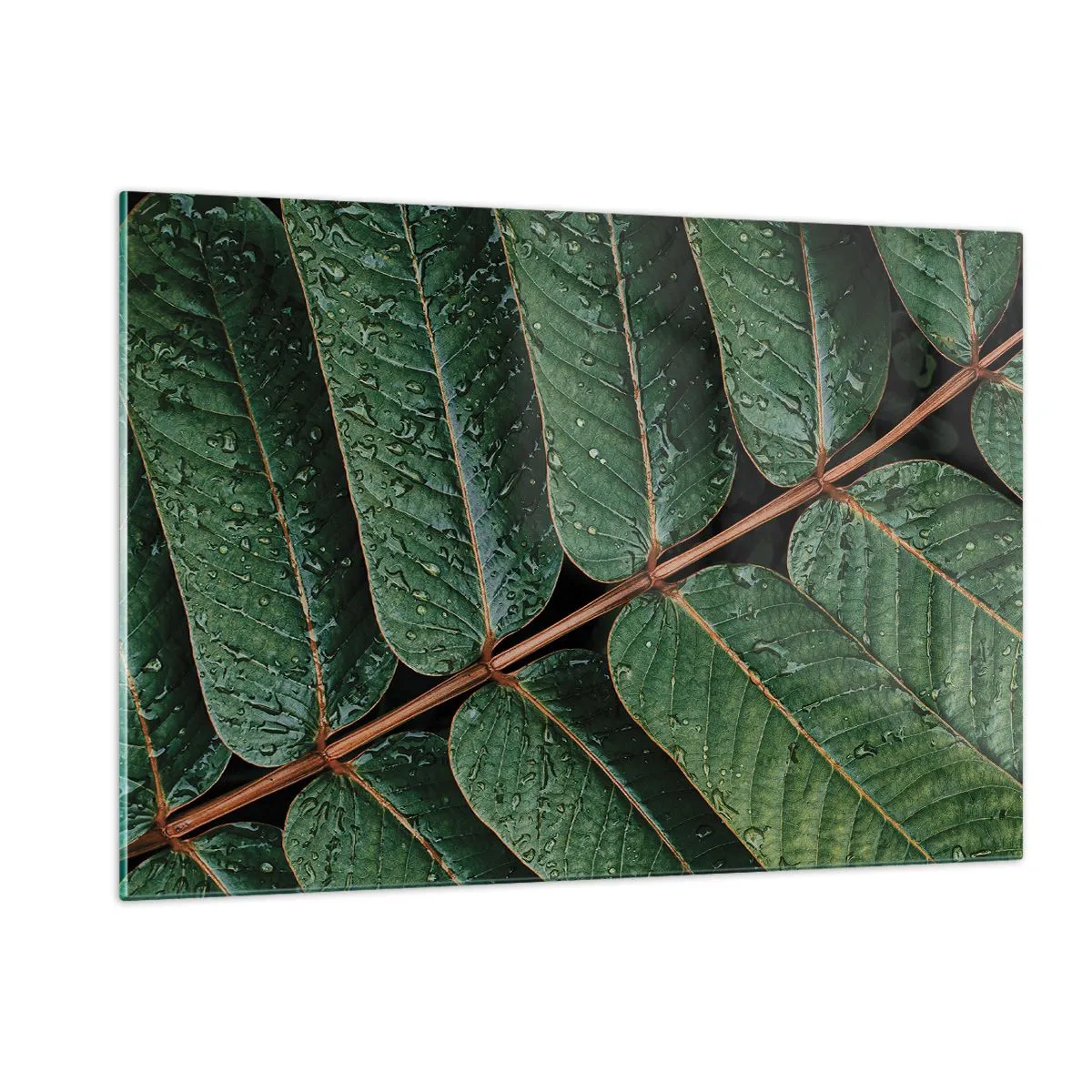 Impression sur verre - Image sur verre - Gros plan de feuilles vertes avec des gouttes d'eau - 120x80cm - Au rythme de la verdure - Décoration murale moderne pour le salon et la chambre ARTTOR