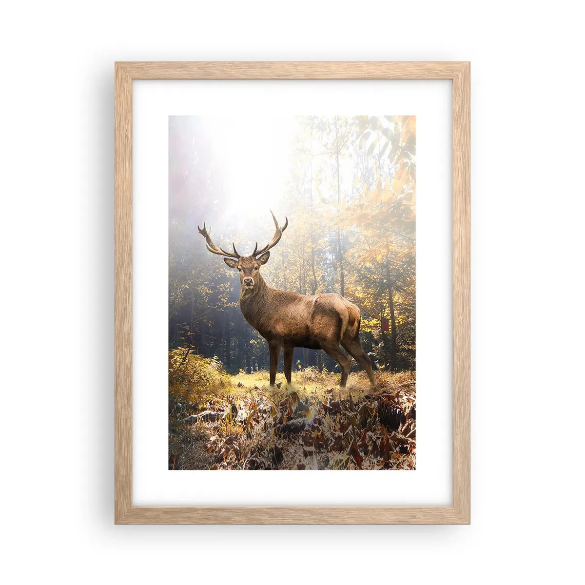 Affiche dans un chêne clair - Poster - Toute sa majesté - 30x40 cm