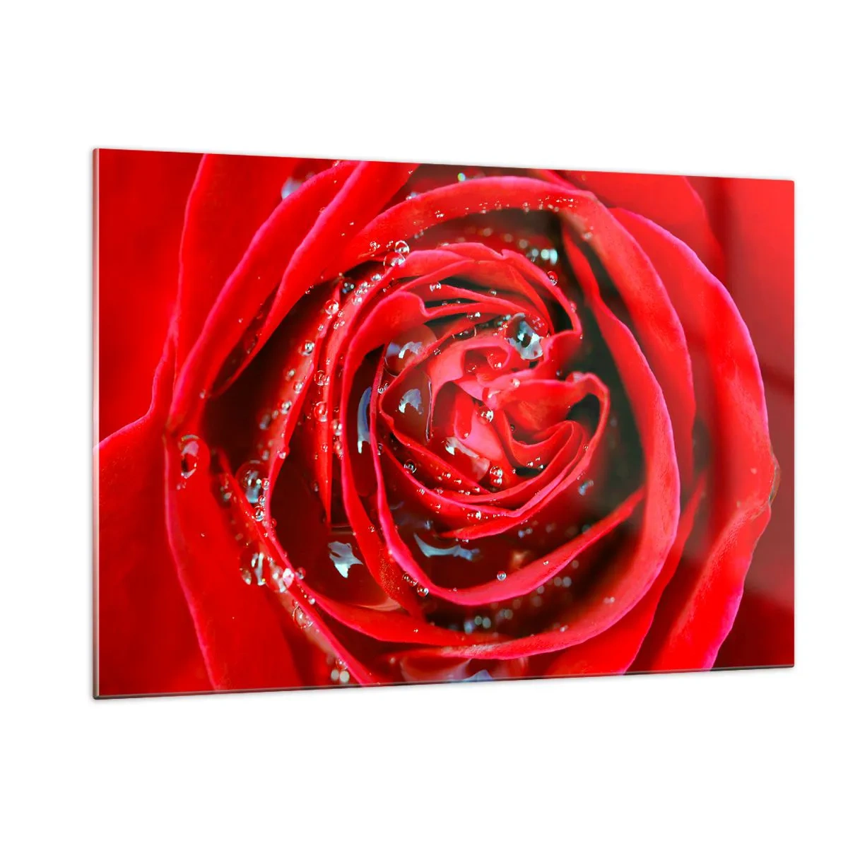 Impression sur verre - Image sur verre - Gros plan d'une rose rouge avec des gouttes de rosée - 120x80cm - Dans les gouttes de rosée - Décoration murale moderne pour le salon et la chambre ARTTOR