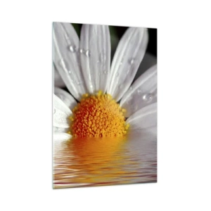 Impression sur verre - Image sur verre - Une marguerite avec des gouttes d'eau se reflétant dans l'eau - 50x70cm - Le soleil levant des marguerites - Décoration murale moderne pour le salon et la chambre ARTTOR