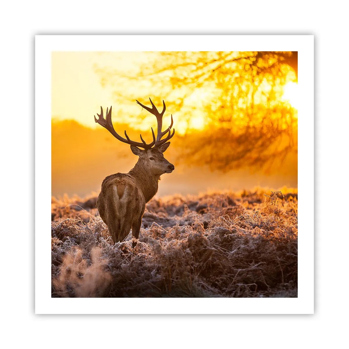 Affiche - Poster - Roi de la forêt automnal - 60x60 cm