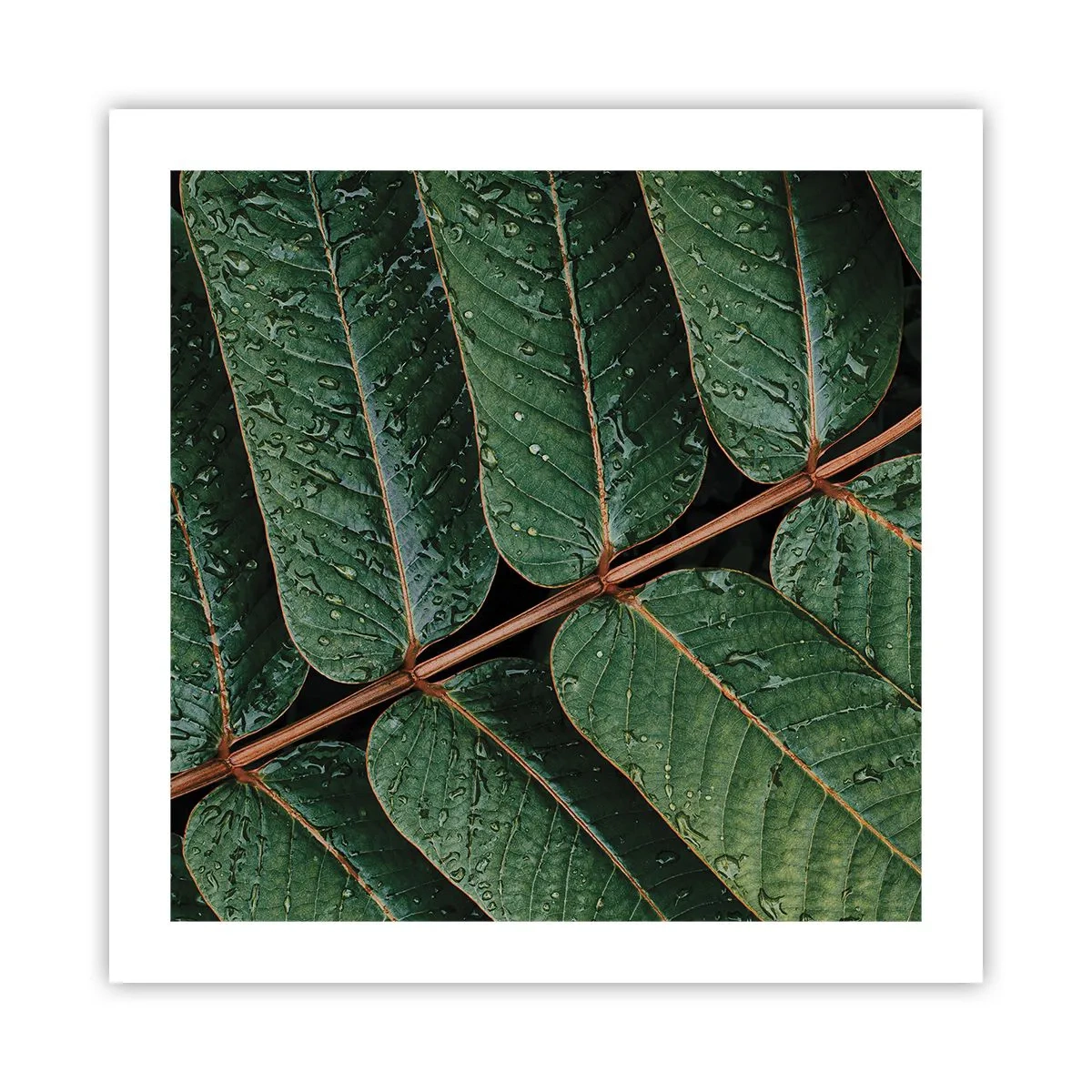 Affiche - Poster - Au rythme de la verdure - 50x50 cm