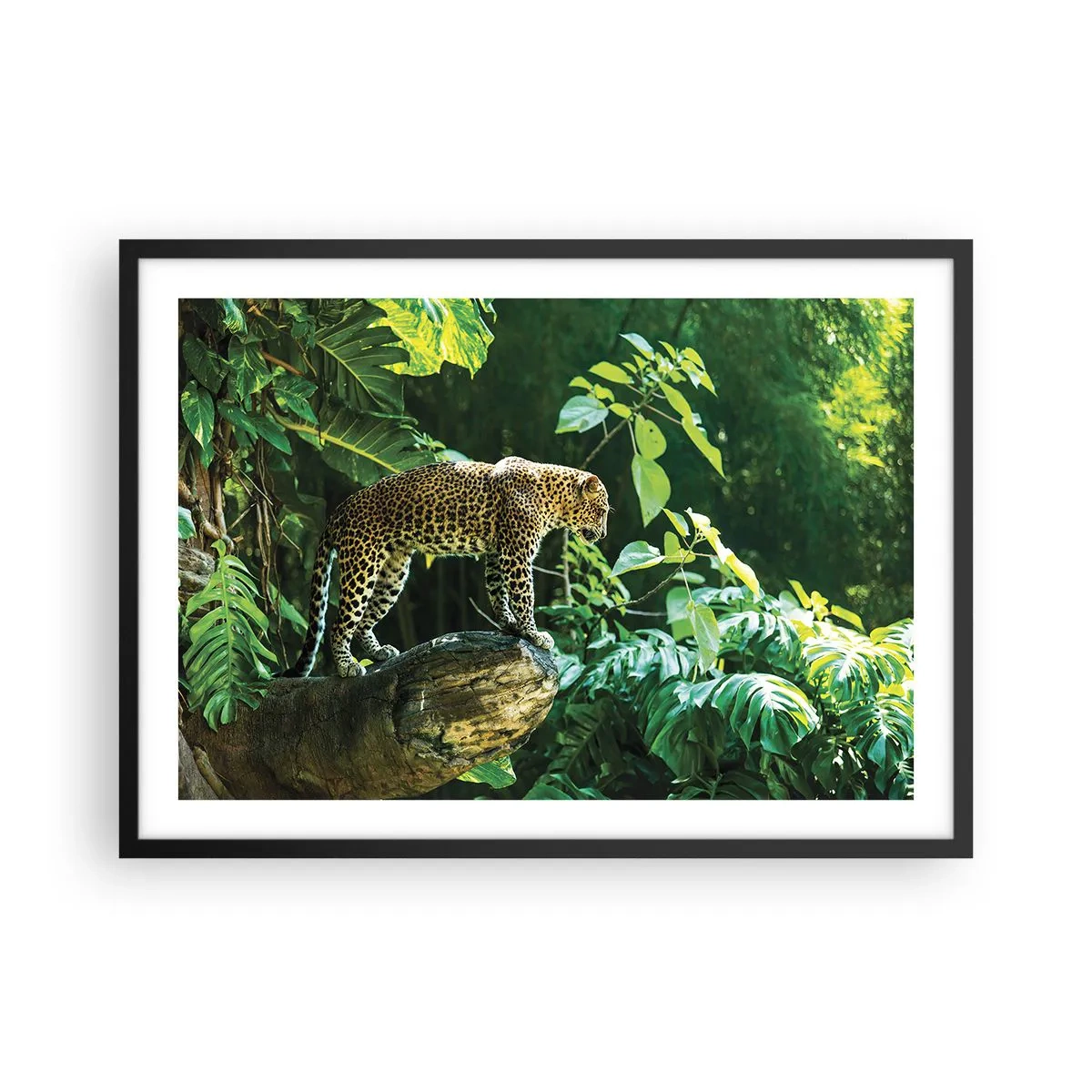 Affiche dans un cadre noir - Poster - Un léopard debout sur un rocher entouré de végétation tropicale - 70x50cm - À la chasse? - Décoration murale moderne pour le salon et la chambre ARTTOR