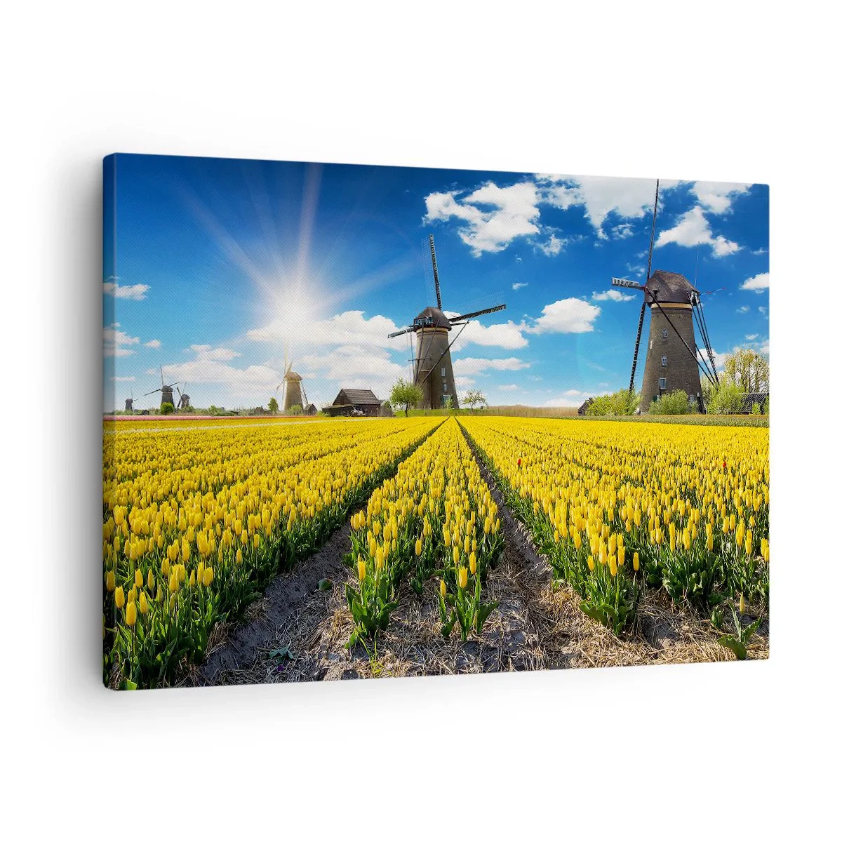Impression sur toile - Image sur toile - Un champ de tulipes jaunes avec des moulins à vent à l'horizon - 70x50cm - Ça ne pourrait pas être plus hollandais - Décoration murale moderne pour le salon et la chambre ARTTOR
