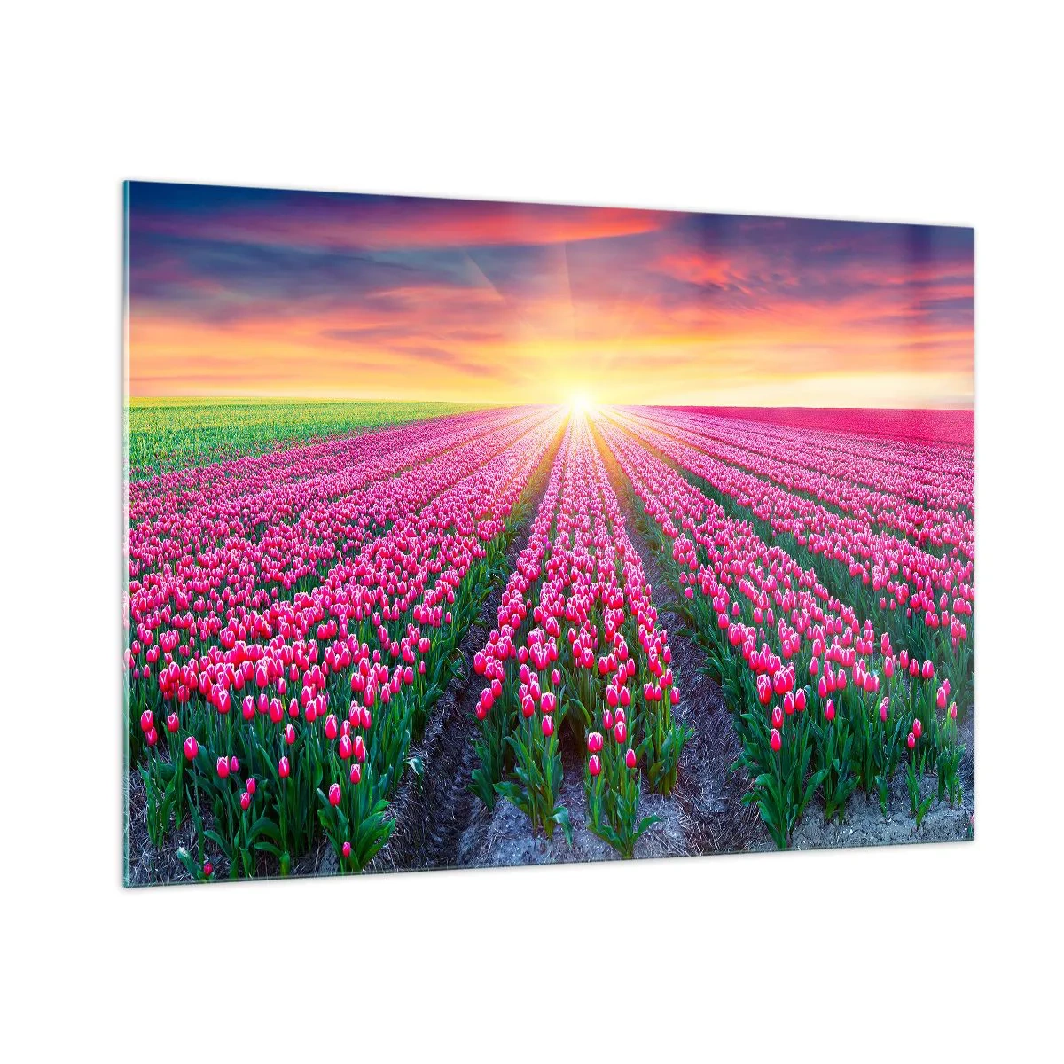 Impression sur verre - Image sur verre - Un champ de tulipes roses dans les rayons du soleil couchant - 100x70cm - Ferme de la beauté - Décoration murale moderne pour le salon et la chambre ARTTOR