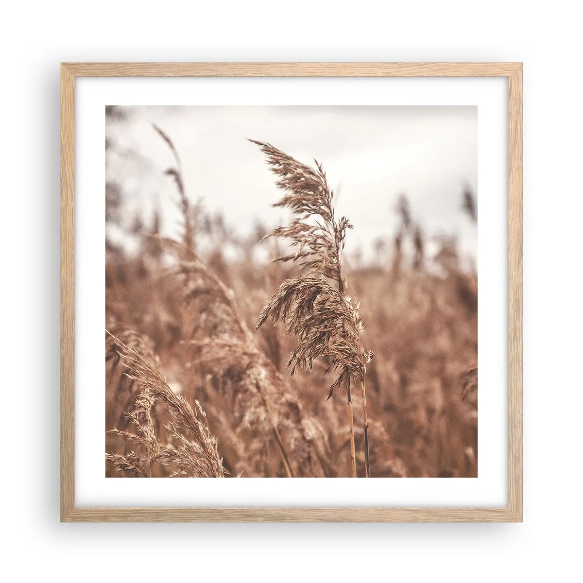 Affiche dans un chêne clair - Poster - C'est déjà l'automne dans les champs - 50x50 cm