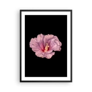 Affiche dans un cadre noir - Poster - Délicate fleur d'hibiscus rose sur fond noir - 50x70cm - Directement au coeur - Décoration murale moderne pour le salon et la chambre ARTTOR