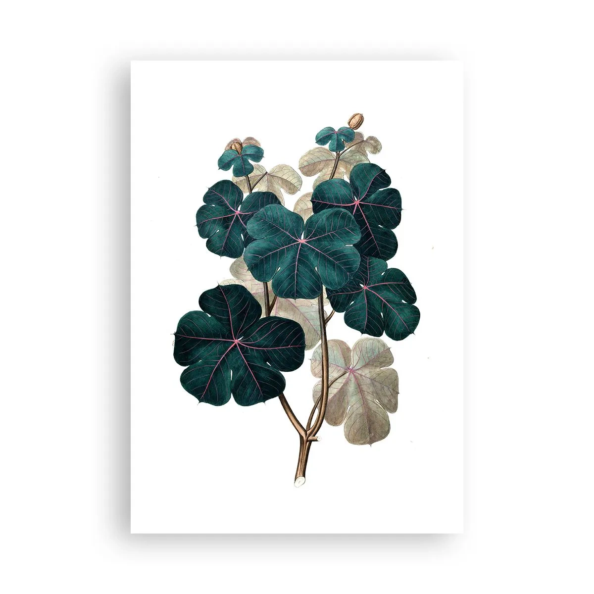 Affiche - Poster - De l'ancien herbier - 70x100 cm