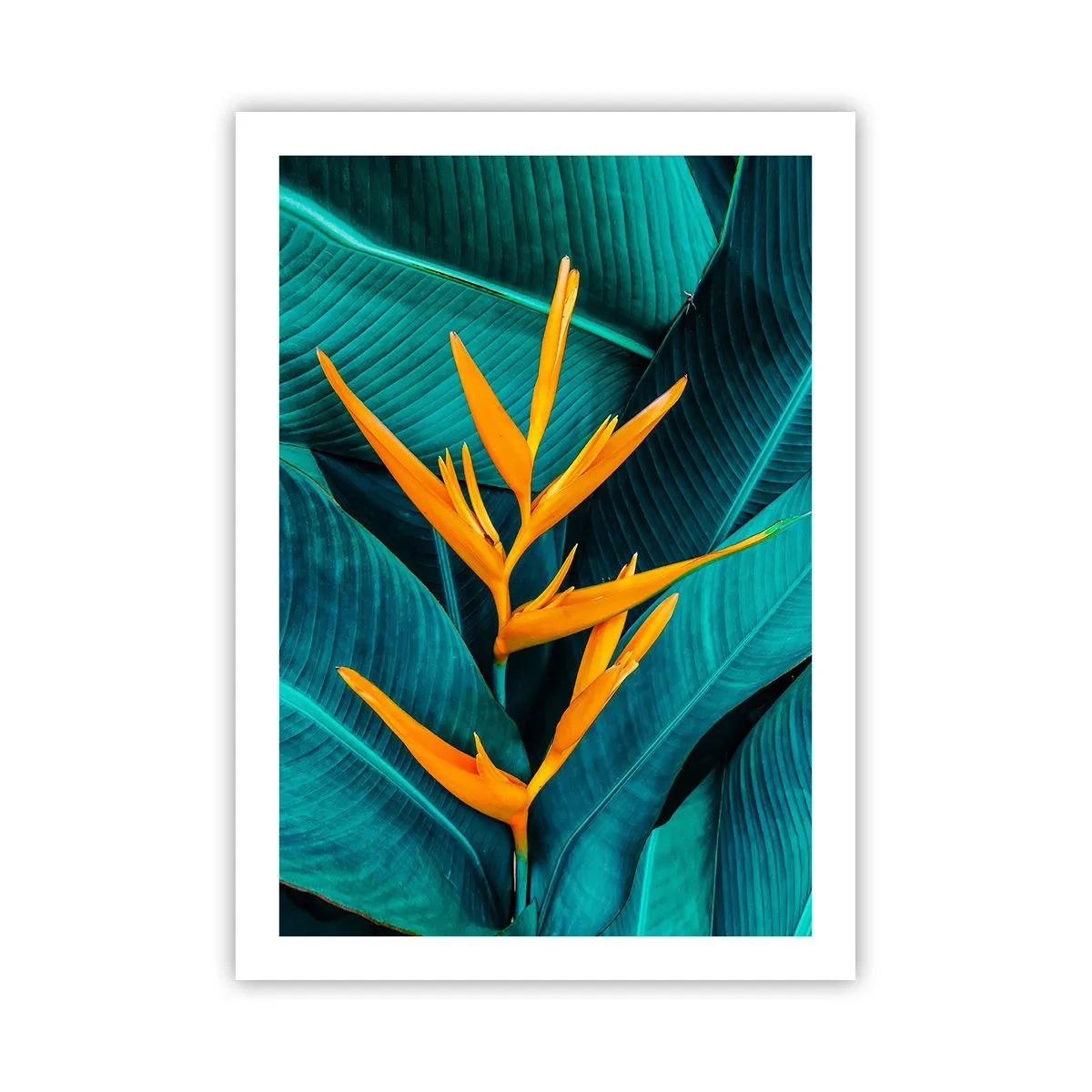 Affiche - Poster - Une fleur exotique sur fond de feuilles tropicales vertes. - 50x70cm - Fleur d'Eden - Décoration murale moderne pour le salon et la chambre ARTTOR
