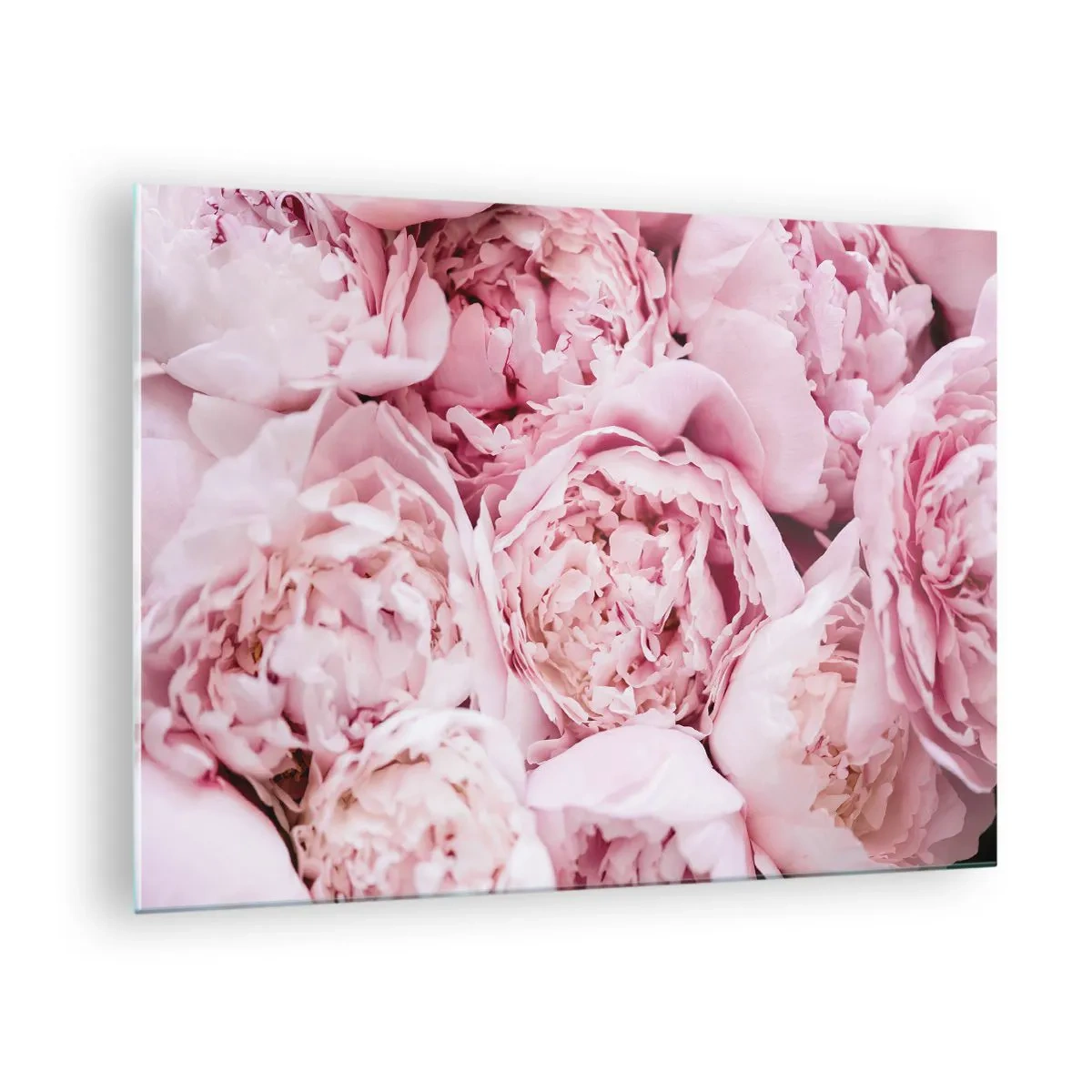 Impression sur verre - Image sur verre - Gros plan d'un bouquet de pivoines rose clair - 70x50cm - Caliné et parfumé - Décoration murale moderne pour le salon et la chambre ARTTOR