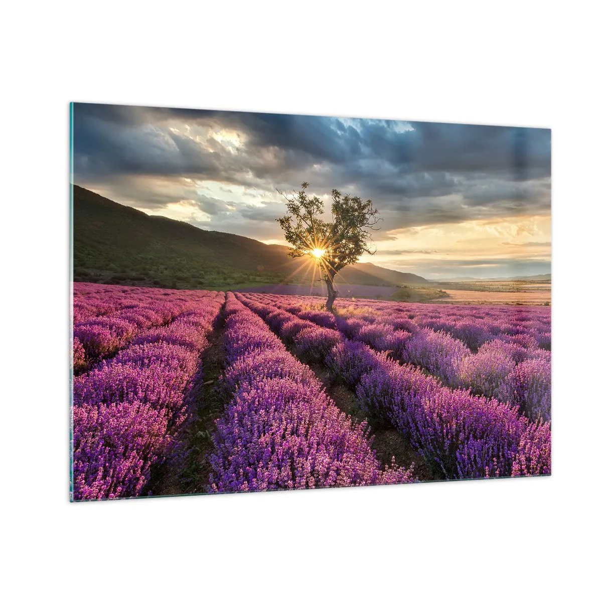 Impression sur verre - Image sur verre - Un champ de lavande avec un arbre solitaire dans les rayons du soleil couchant - 100x70cm - Arôme de couleur lilas - Décoration murale moderne pour le salon et la chambre ARTTOR