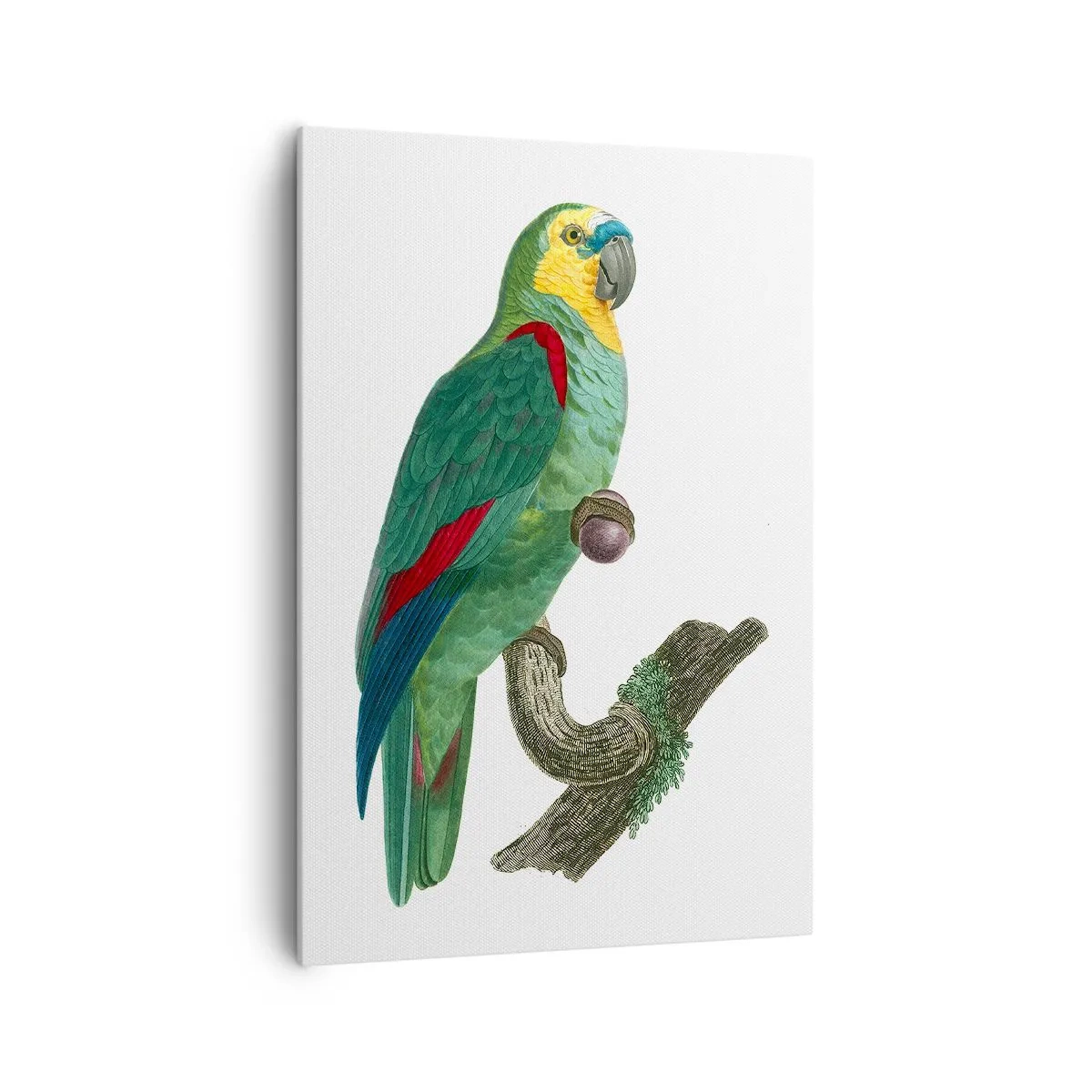 Impression sur toile - Image sur toile - Portrait de perroquet - 70x100 cm