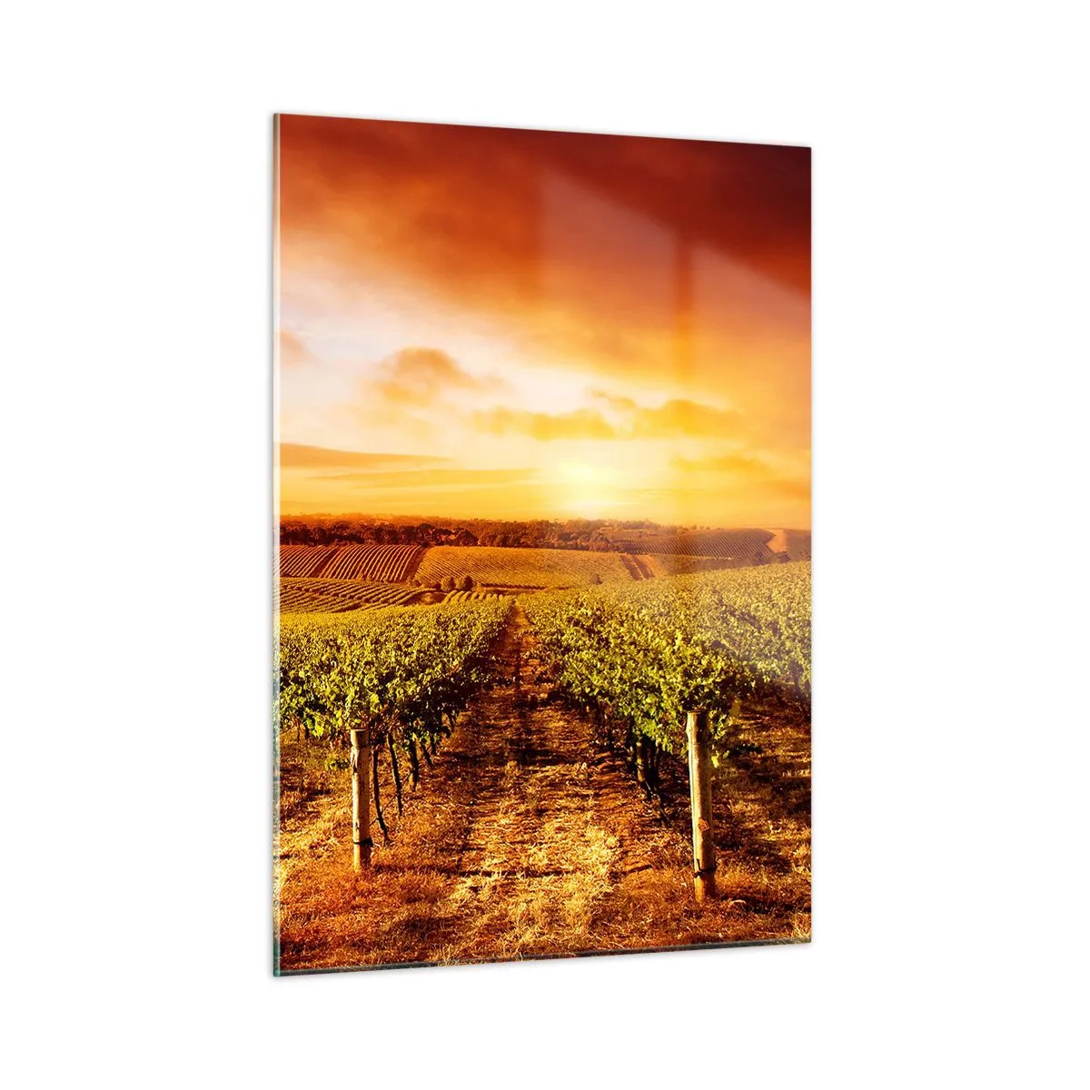 Impression sur verre - Image sur verre - Vignes dans un champ au coucher du soleil - 50x70cm - Légèrement fruité avec une pointe de soleil - Décoration murale moderne pour le salon et la chambre ARTTOR