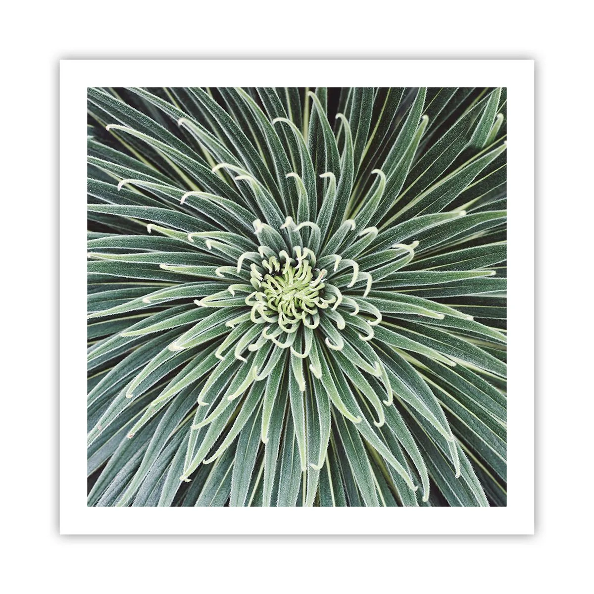 Affiche - Poster - Naissance d'une étoile - 60x60 cm