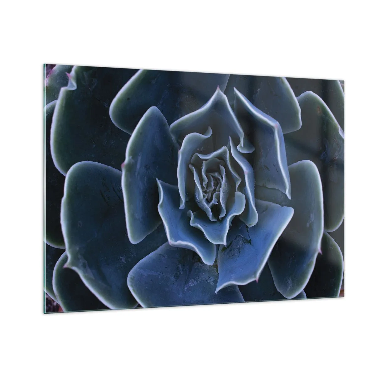 Impression sur verre - Image sur verre - Photographie macro d'une succulente dans des tons de bleu froid - 100x70cm - Fleur du désert - Décoration murale moderne pour le salon et la chambre ARTTOR