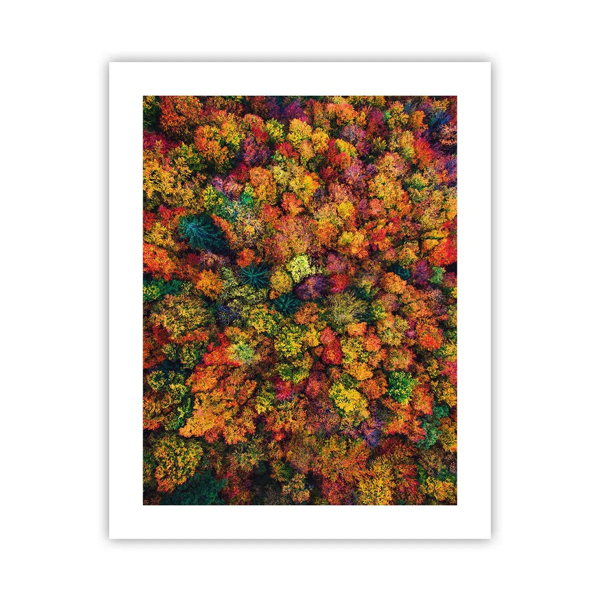 Affiche - Poster - Bouquet d'arbres automnal - 40x50 cm