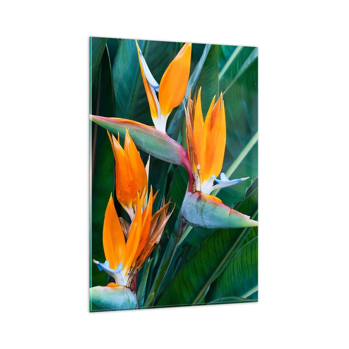 Impression sur verre - Image sur verre - Fleurs de strelitzia exotiques entourées de feuilles vertes - 80x120cm - Est-ce une fleur, est-ce un oiseaux? - Décoration murale moderne pour le salon et la chambre ARTTOR