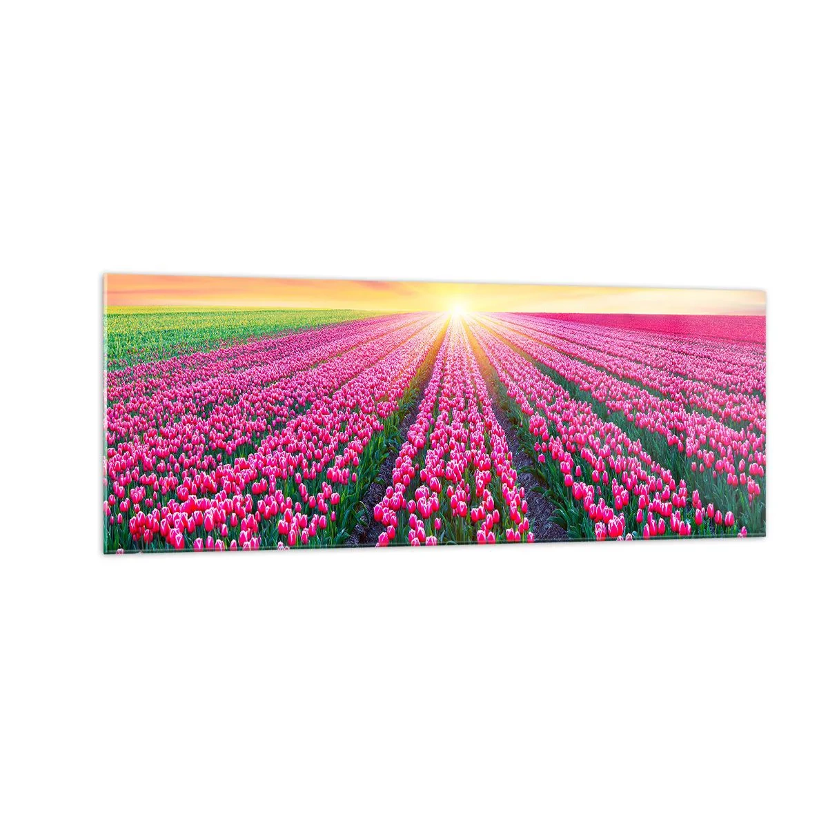 Impression sur verre - Image sur verre - Un champ de tulipes au coucher du soleil - 140x50cm - Ferme de la beauté - Décoration murale moderne pour le salon et la chambre ARTTOR