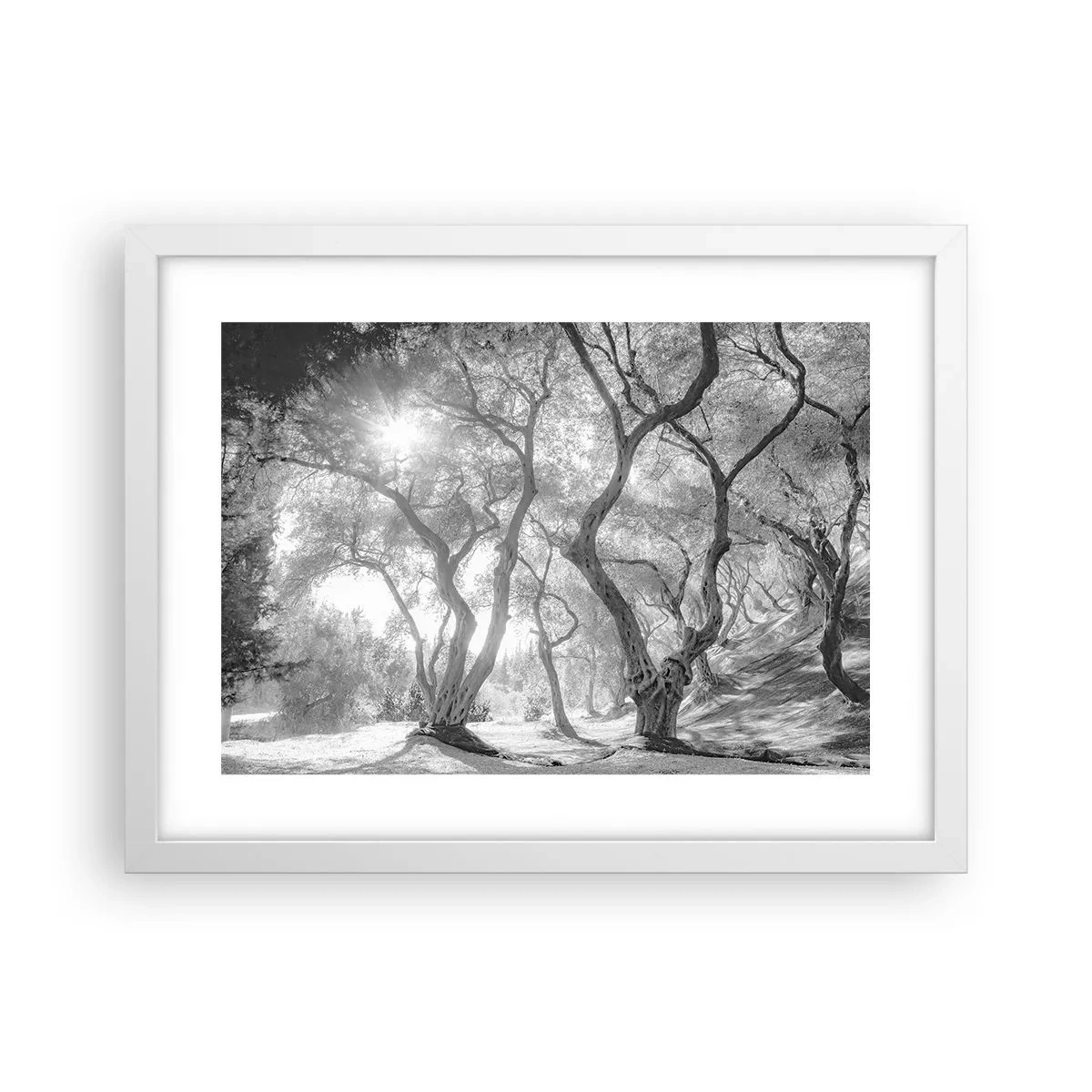Affiche dans un cadre blanc - Poster - Dans l'oliveraie - 40x30 cm