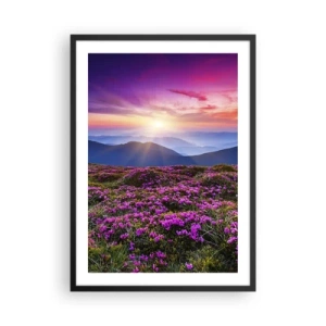 Affiche dans un cadre noir - Poster - Un champ de fleurs violettes dans les montagnes au coucher du soleil - 50x70cm - Les herbes sentaient les grappes fraîches de la récolte - Décoration murale moderne pour le salon et la chambre ARTTOR