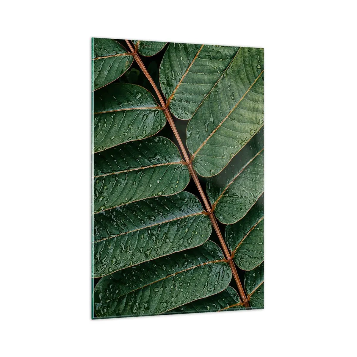 Impression sur verre - Image sur verre - Macro shot de feuilles vertes avec des gouttes de rosée - 80x120cm - Au rythme de la verdure - Décoration murale moderne pour le salon et la chambre ARTTOR