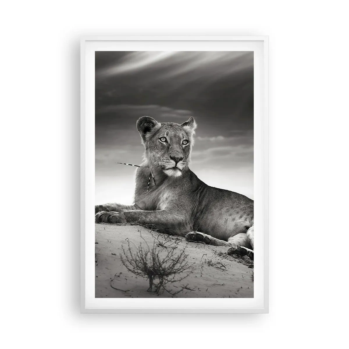 Affiche dans un cadre blanc - Poster - La reine du désert reste - 61x91 cm
