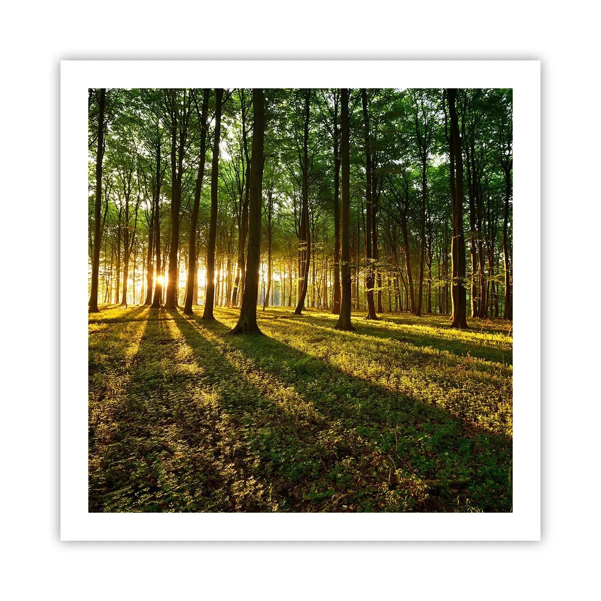 Affiche - Poster - Toutes les photographies de printemps - 60x60 cm