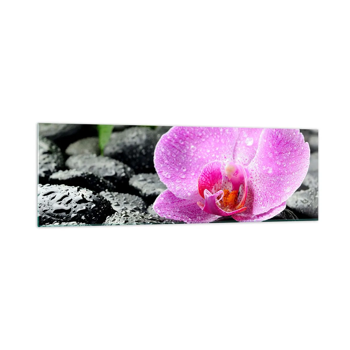 Impression sur verre - Image sur verre - Orchidée rose sur des pierres noires humides avec des feuilles vertes - 160x50cm - Comme un coeur ouvert - Décoration murale moderne pour le salon et la chambre ARTTOR