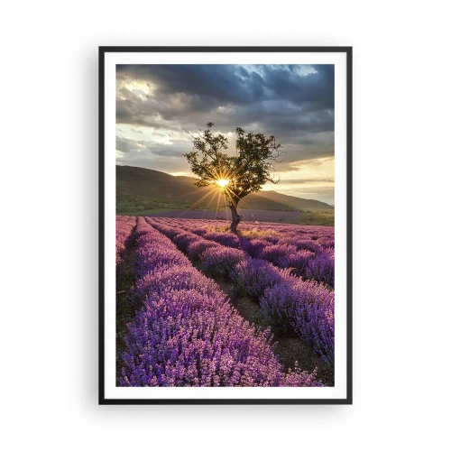 Affiche dans un cadre noir - Poster - Arôme de couleur lilas - 70x100 cm