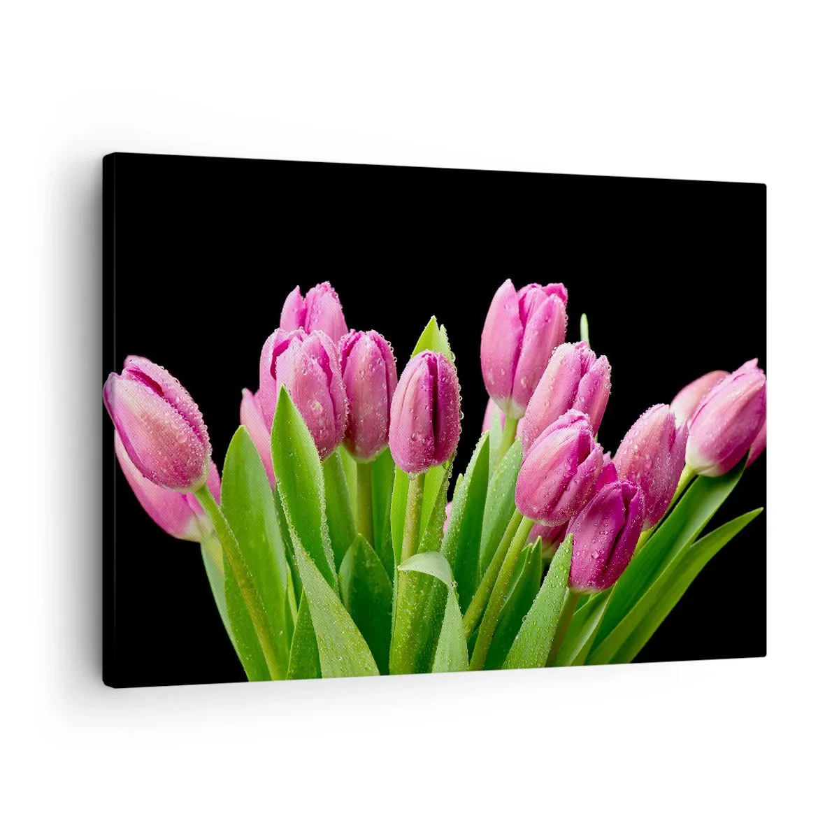 Impression sur toile - Image sur toile - Tulipes roses avec des gouttes de rosée sur fond noir - 70x50cm - Joie printanière des lilas - Décoration murale moderne pour le salon et la chambre ARTTOR