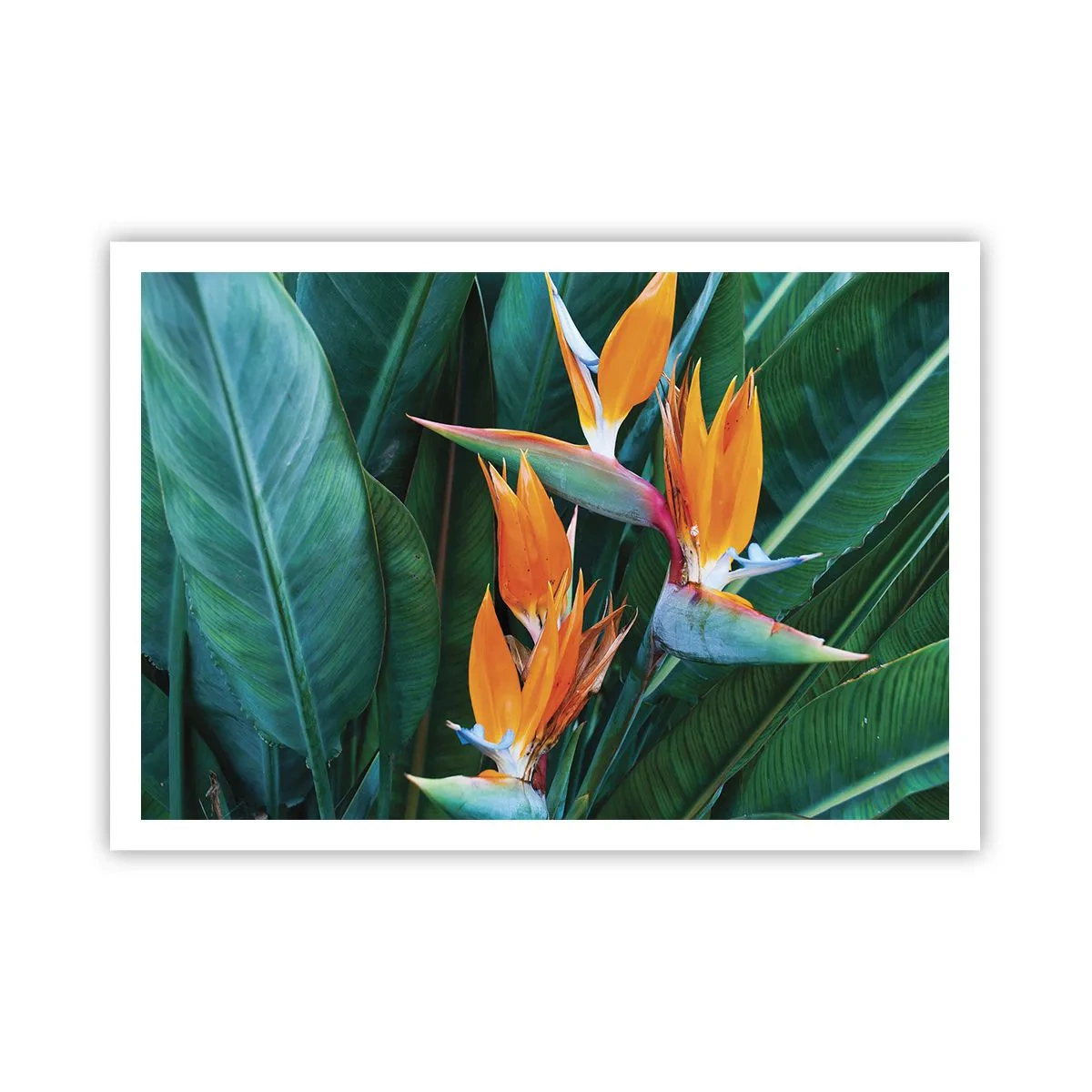 Affiche - Poster - Fleurs de strelitzia exotiques entourées de feuilles vertes - 100x70cm - Est-ce une fleur, est-ce un oiseaux? - Décoration murale moderne pour le salon et la chambre ARTTOR