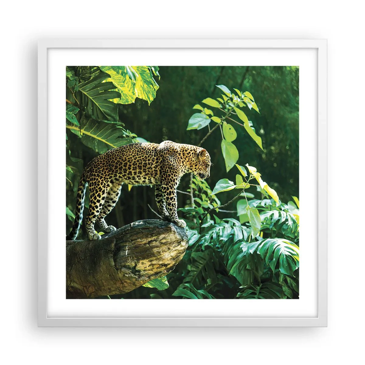 Affiche dans un cadre blanc - Poster - À la chasse? - 50x50 cm
