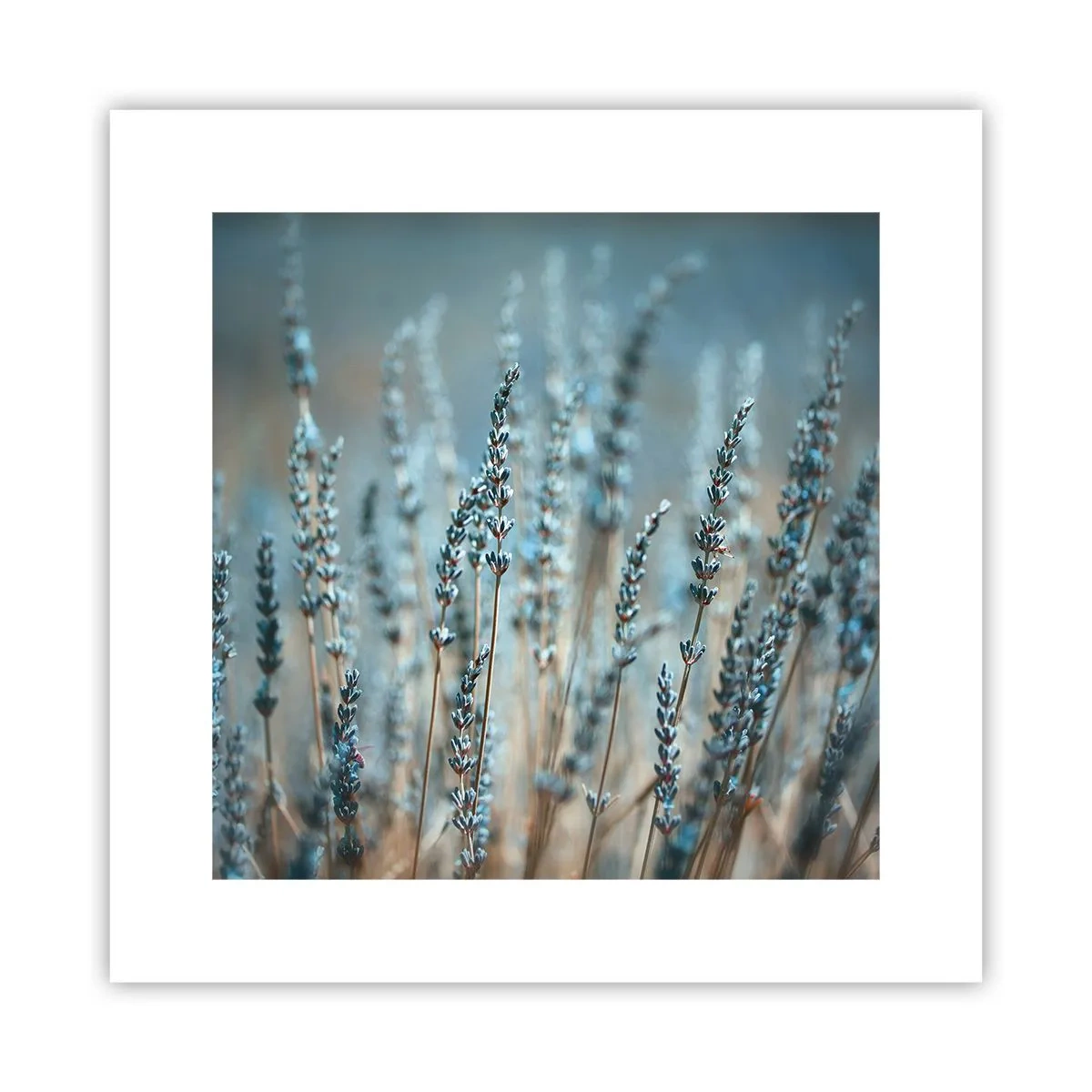 Affiche - Poster - Tige odorante - 30x30 cm