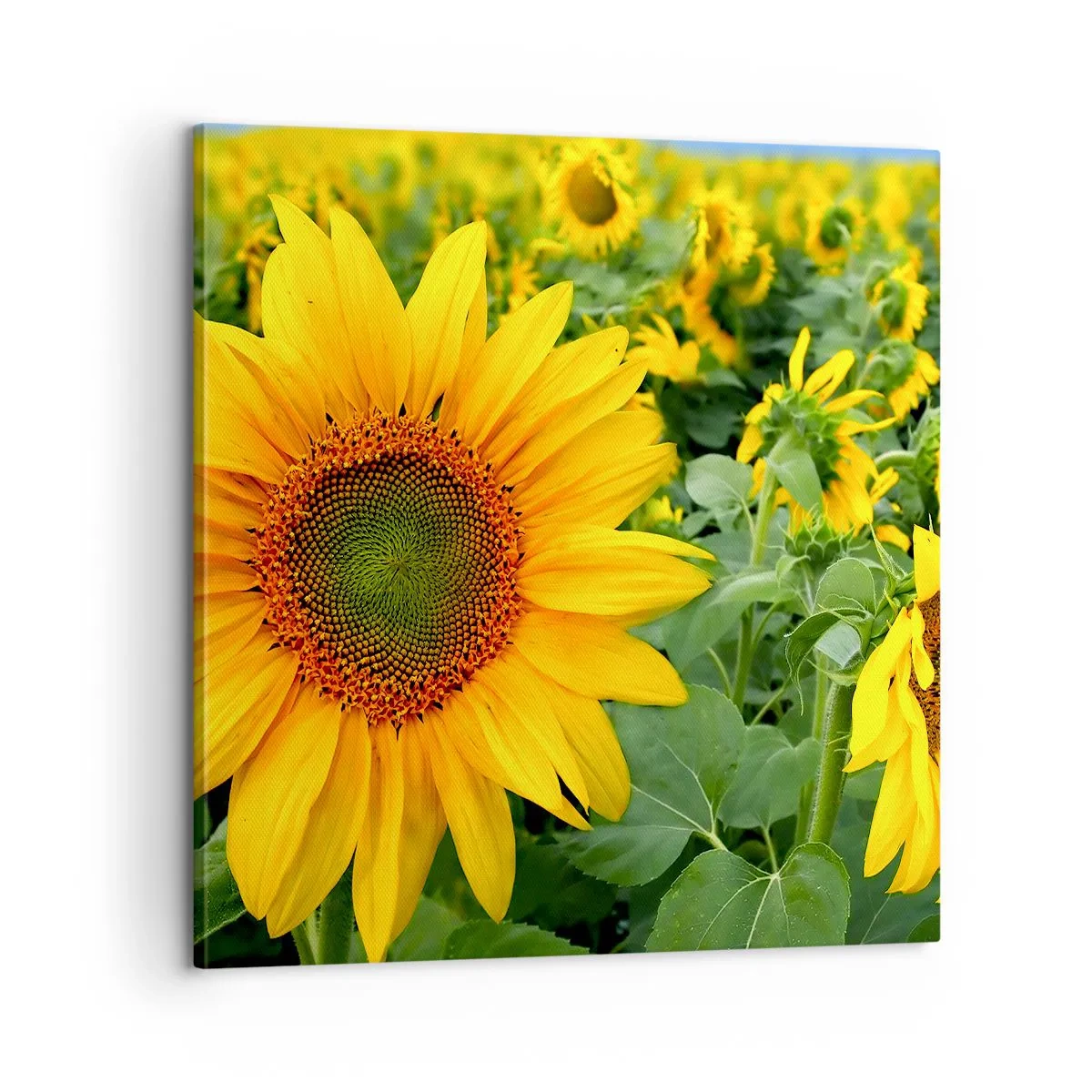 Impression sur toile - Image sur toile - Des centaines de soleils se sont embrasés - 60x60 cm