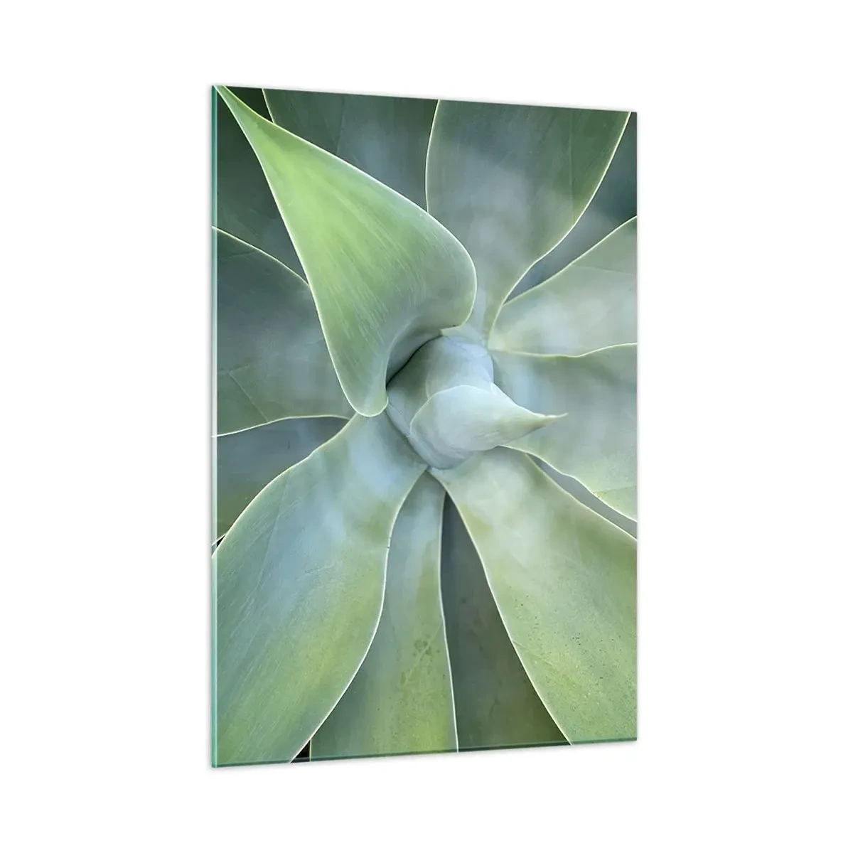 Impression sur verre - Image sur verre - Macrophotographie d'une plante verte aux feuilles en spirale - 50x70cm - La naissance de la verdure - Décoration murale moderne pour le salon et la chambre ARTTOR