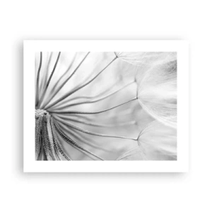 Affiche - Poster - Aigrette avant son envol - 50x40 cm