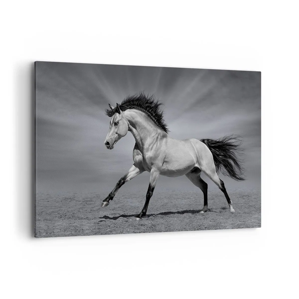 Impression sur toile - Image sur toile - Un cheval noir et blanc dans une pose dynamique dans le désert. - 120x80cm - Né pour séduire - Décoration murale moderne pour le salon et la chambre ARTTOR