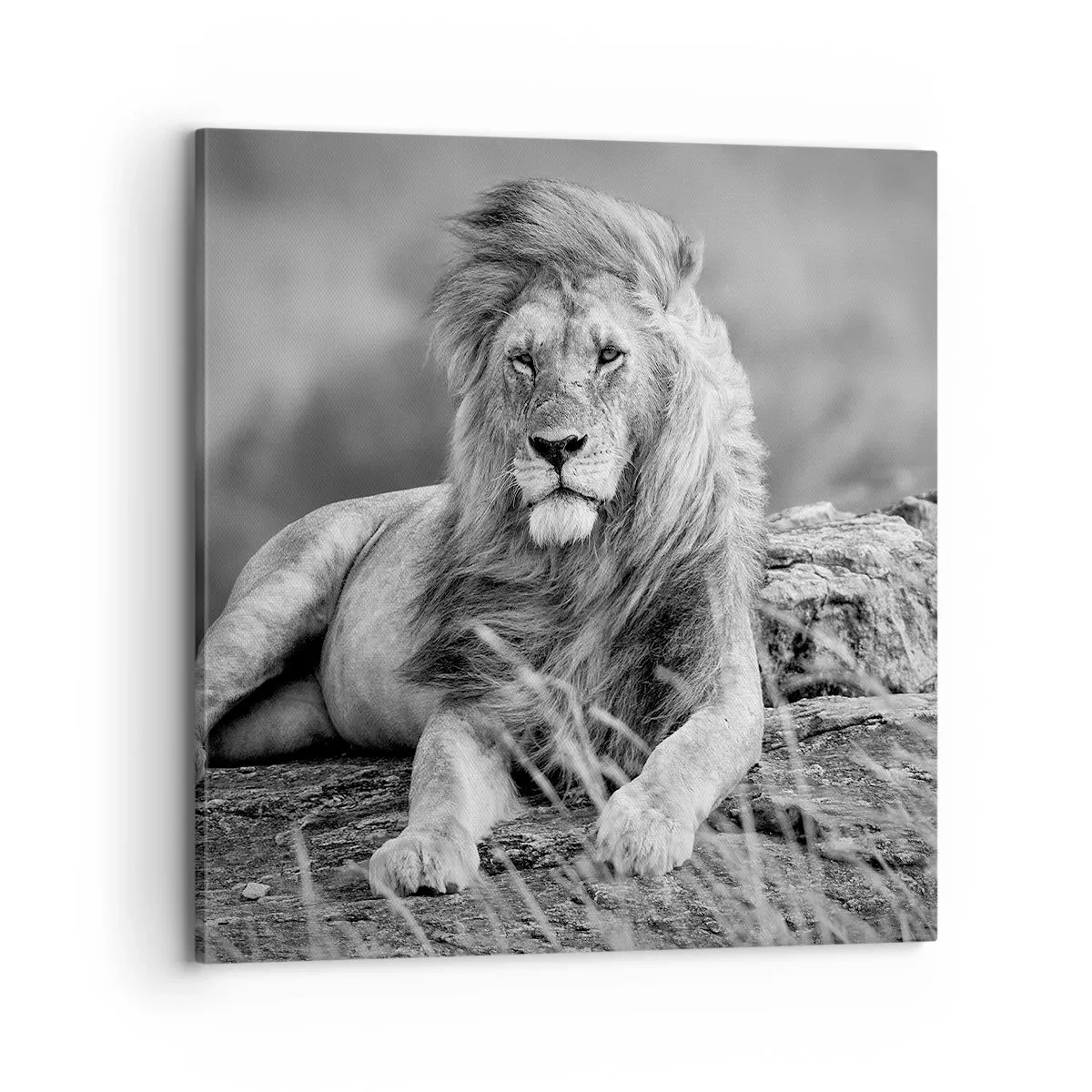 Impression sur toile - Image sur toile - Sieste royale - 70x70 cm