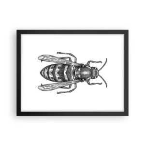 Affiche dans un cadre noir - Poster - D'une planète d'insectes - 40x30 cm